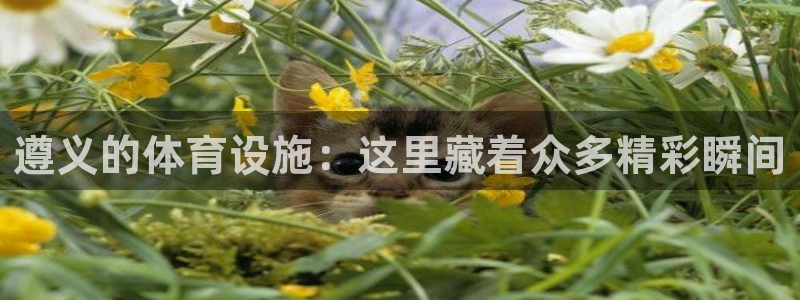 意昂4官网：遵义的体育设施：这里藏着众多精彩瞬间
