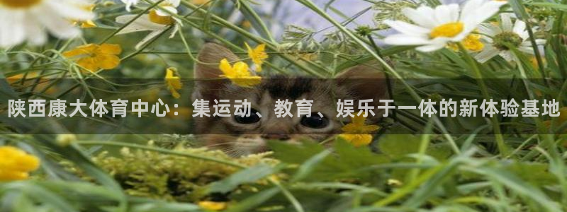 意昂体育4招商电话地址查询：陕西康大体育中心：集运动